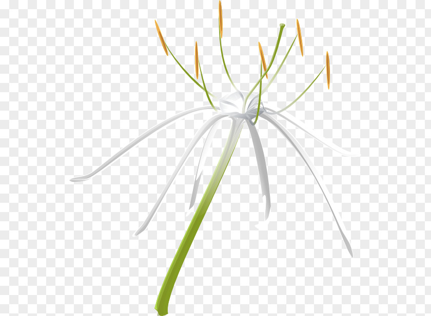 Hymenocallis Spider Lilies Grasses Leaf Plant Stem Line PNG