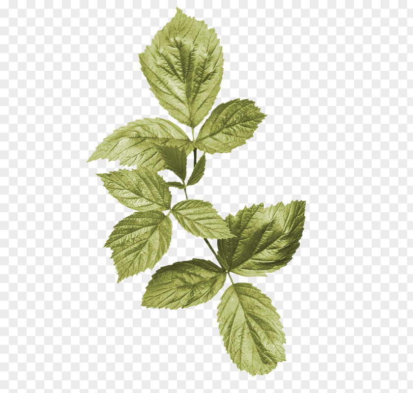 Leaf Flower Plant Stem Clip Art PNG