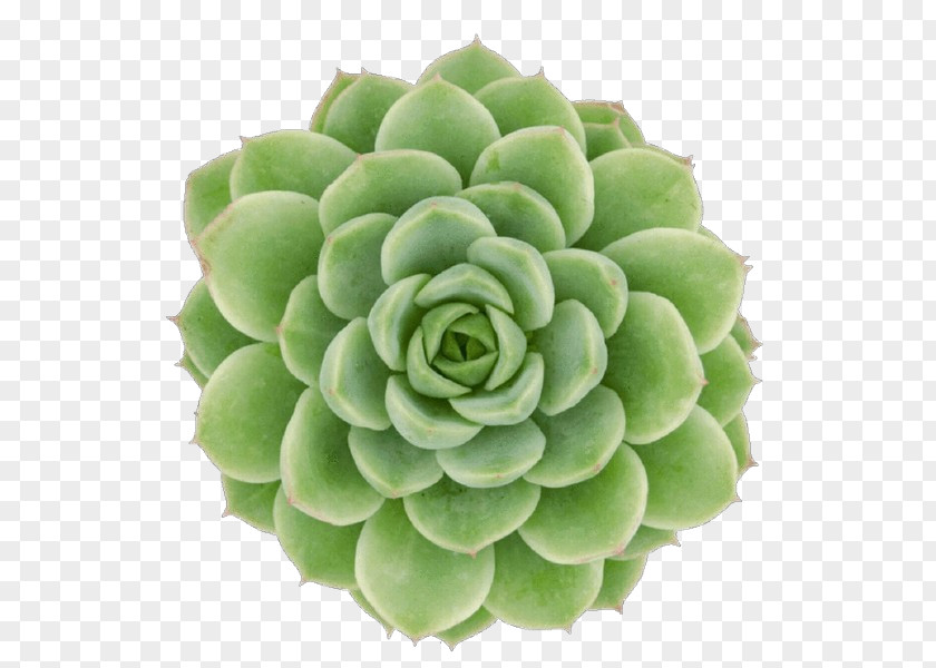 Saxifragales Perennial Plant Flower Echeveria Green White Mexican Rose PNG