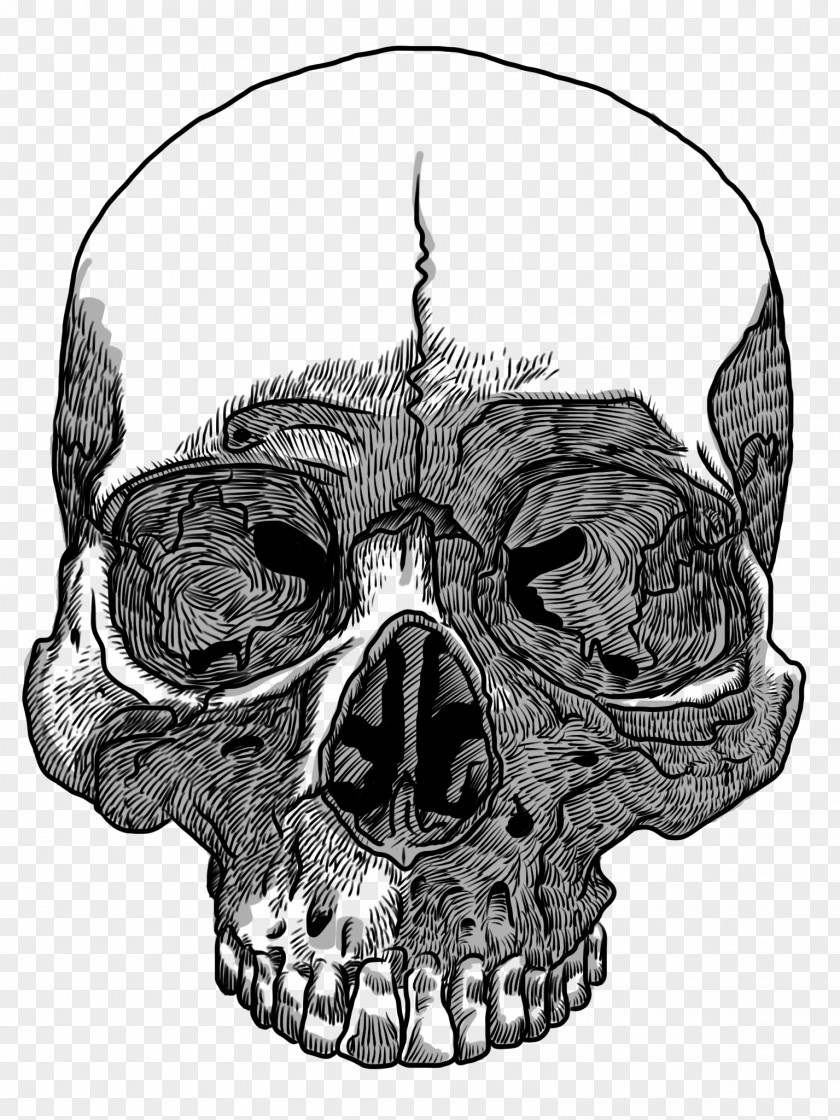 Skull Drawing Transparency And Translucency Clip Art PNG