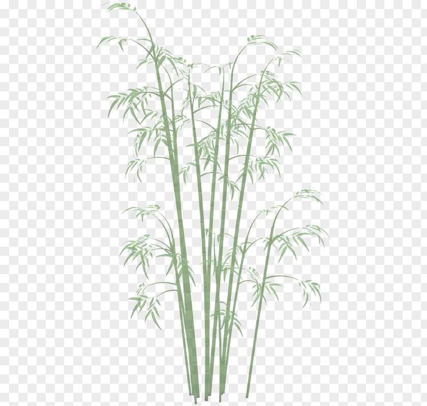 Tree Terrestrial Plant Flower Grass Flowering Family PNG