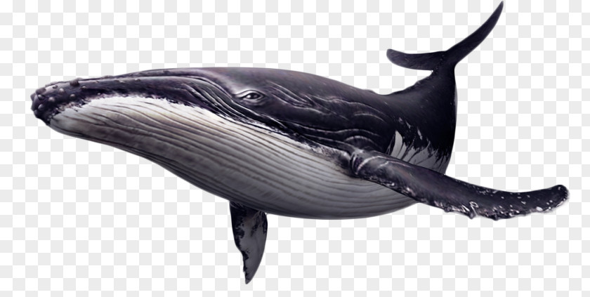 Whale Download Whales Clip Art Image Killer PNG
