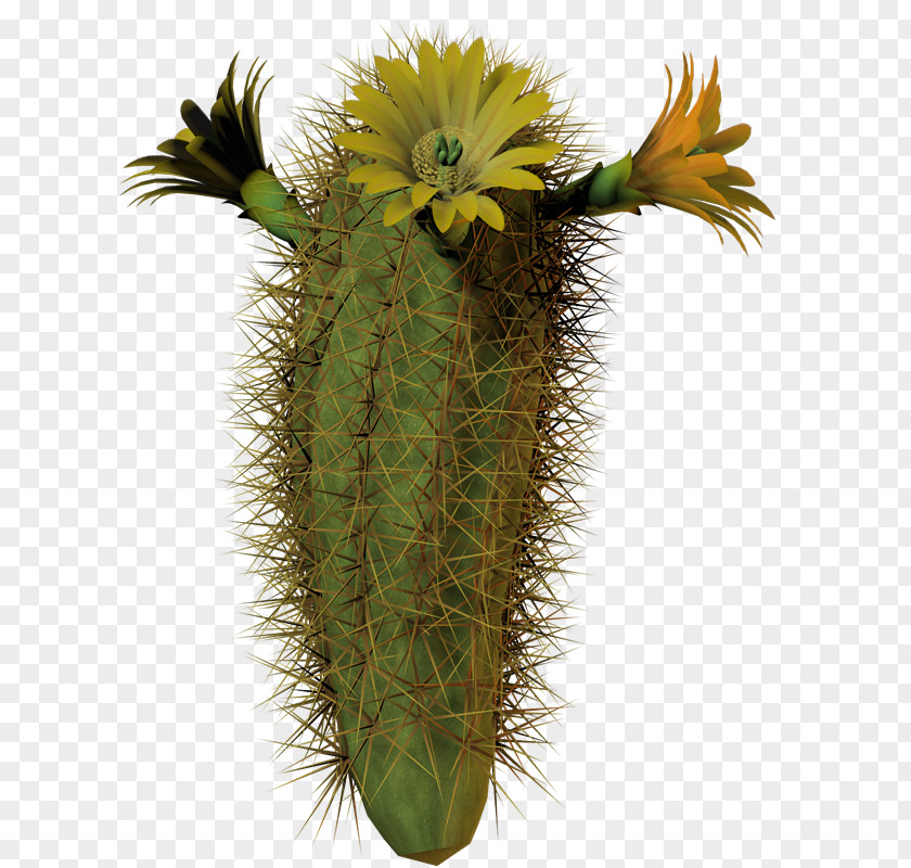 Cactuse Cactaceae Plant Flower PNG