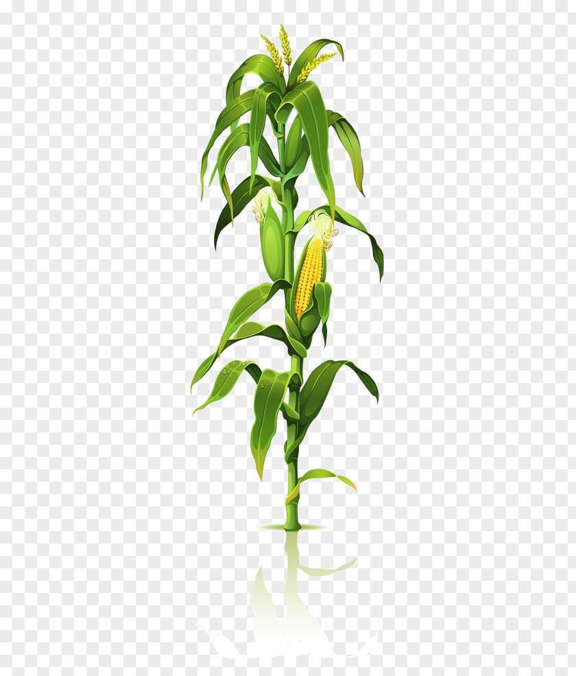 Corn Tree On The Cob Clip Art Maize Plant Stem Drawing PNG