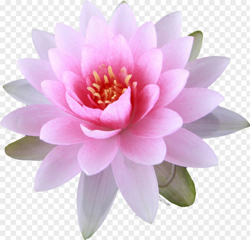 Lily Nelumbo Nucifera Buddhism Buddhist Symbolism Flower PNG