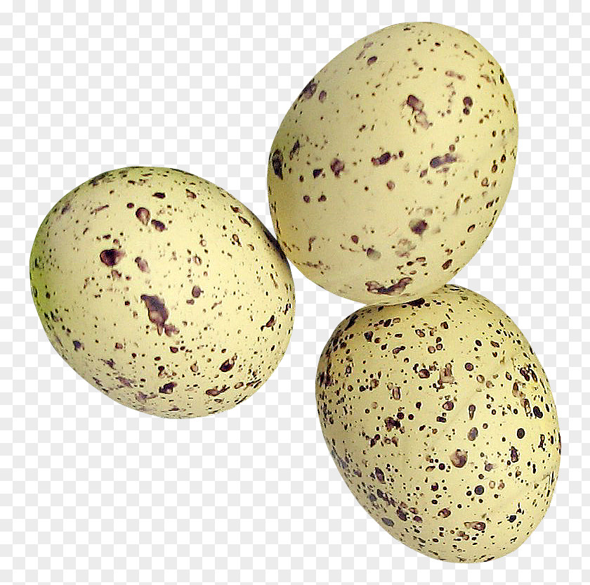 Quail Eggs Common PNG