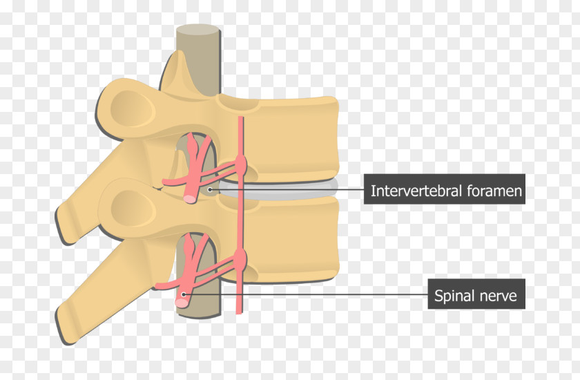 Thoracic Vertebrae Intervertebral Foramen Spinal Nerve Vertebral Column Anatomy PNG
