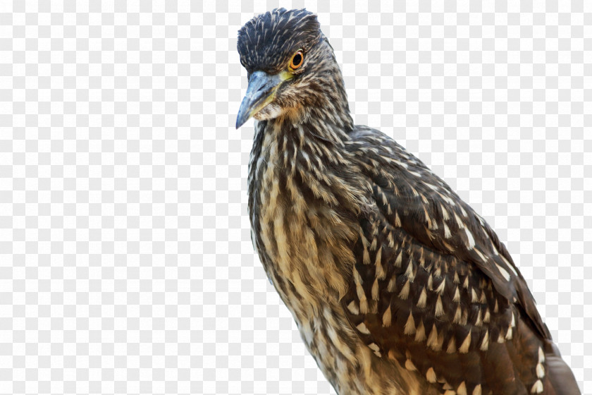 Bird Beak Vertebrate Heron Passerine PNG