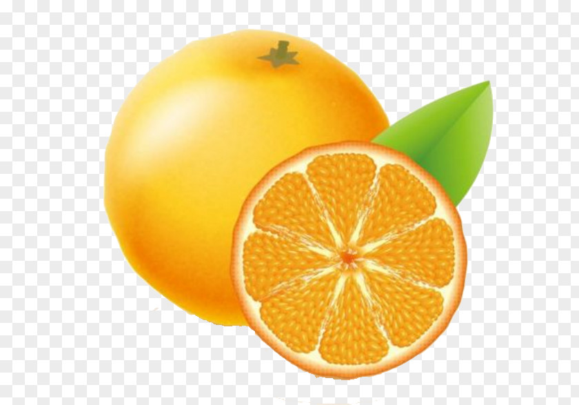 Chu Orange Free Button Elements Clementine Adobe Illustrator Icon PNG