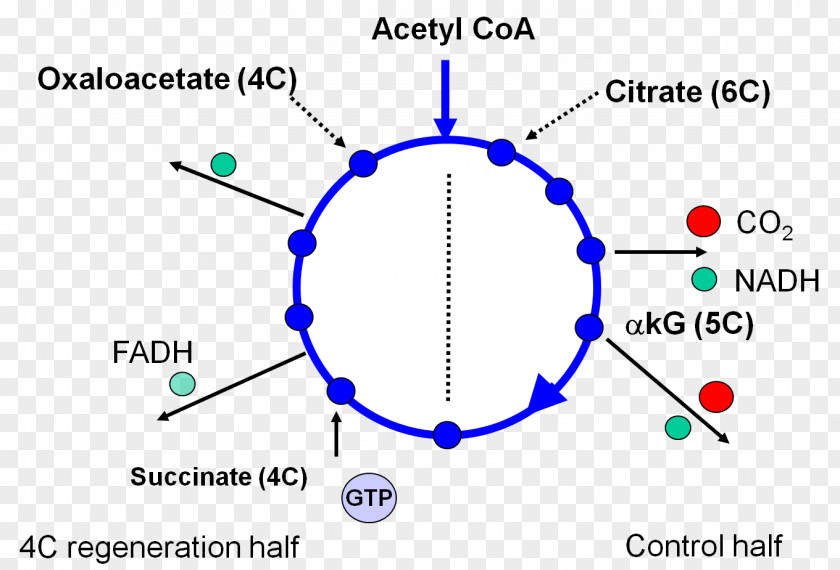 Citric Acid Cycle Citrat-Shuttle Biochemistry Fatty Synthesis PNG