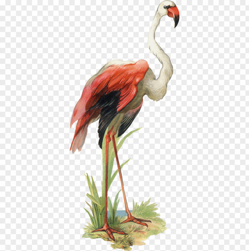 Creative Hand-painted Goose Bird Flamingo Clip Art PNG