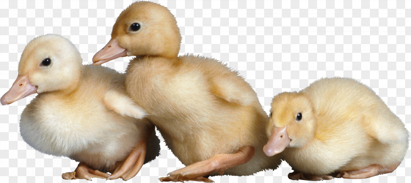 Duck Image American Pekin Yardley Mallard Bird PNG