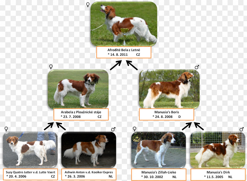English Foxhound Dog Breed Sporting Group PNG