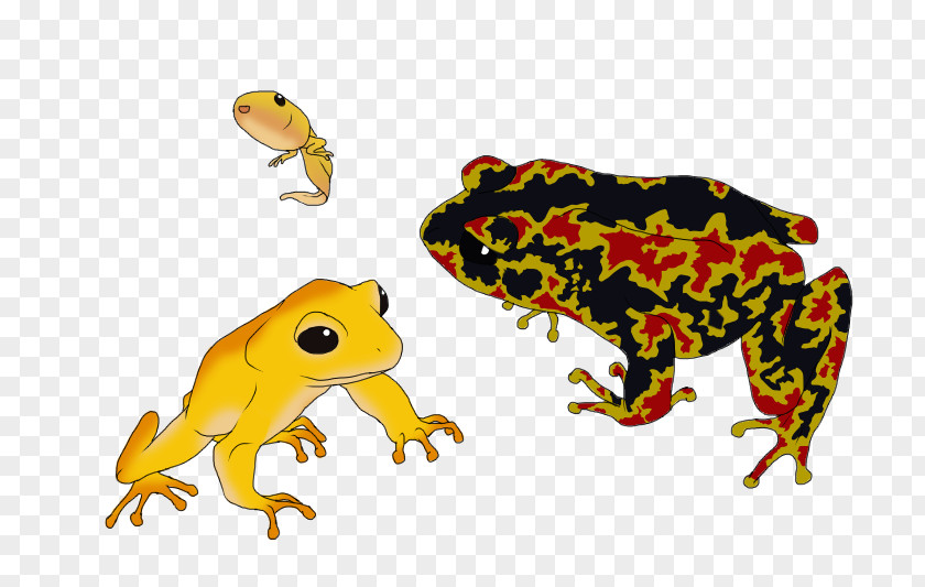 Frog Toad True Tree Terrestrial Animal PNG