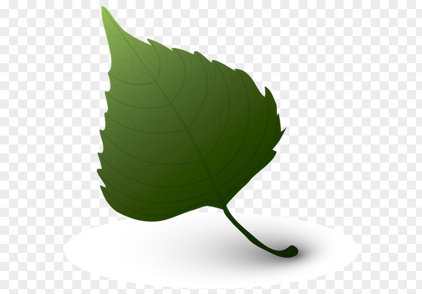 Leaf Green Color PNG