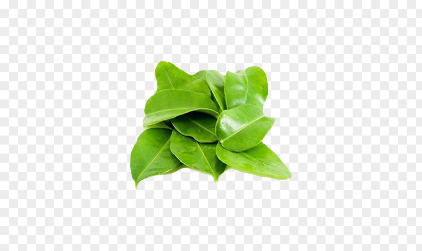 Leaf Thai Cuisine Kaffir Lime Key Cymbopogon Citratus PNG