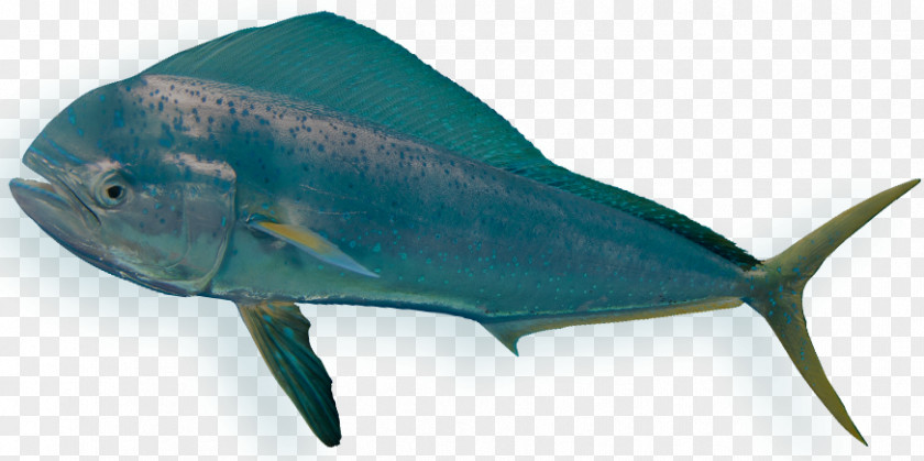 Mahi-mahi Bony Fishes Requiem Sharks Sea Marine Biology PNG