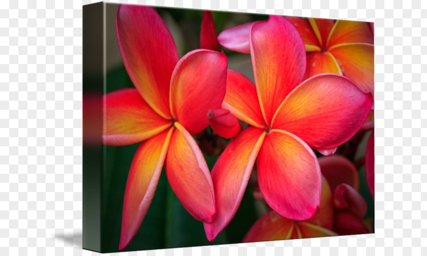 Plumeria Flower Flora Petal Frangipani Canvas Print PNG