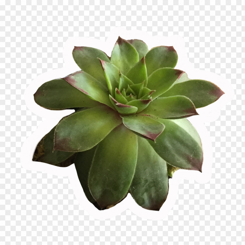 Succulent Painting Paper Drawing Crassulaceae Watercolor Amazon.com PNG