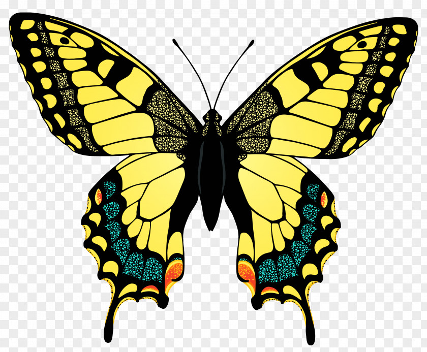 Yellow Butterfly Image Swallowtail Black Papilio Palamedes Oregonius PNG