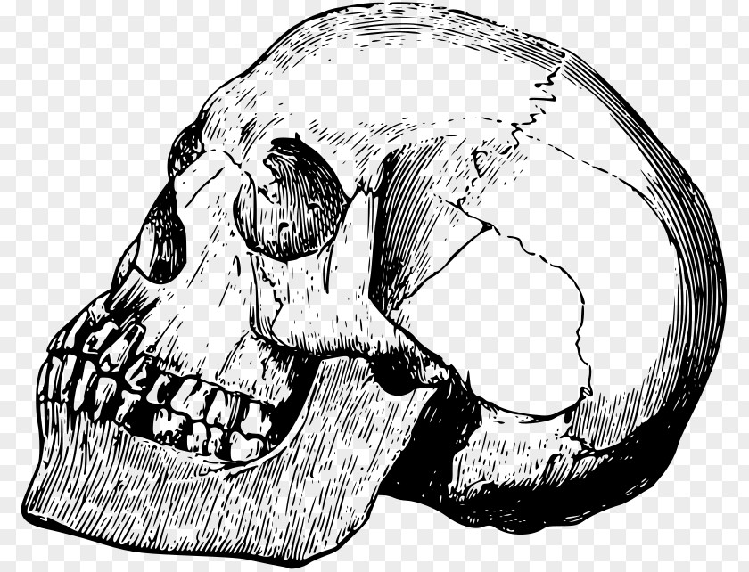 Illustration Skull Bone Calavera PNG
