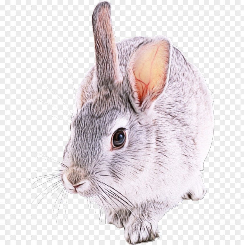 Whiskers Ear Rabbit Mountain Cottontail Rabbits And Hares Chinchilla Snout PNG
