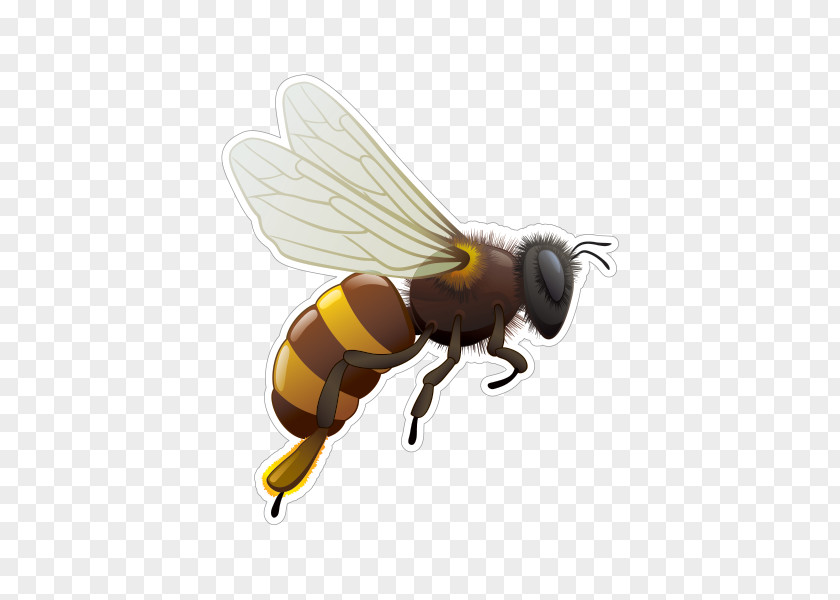 Bee Honey Life Cycle Insect Hornet PNG