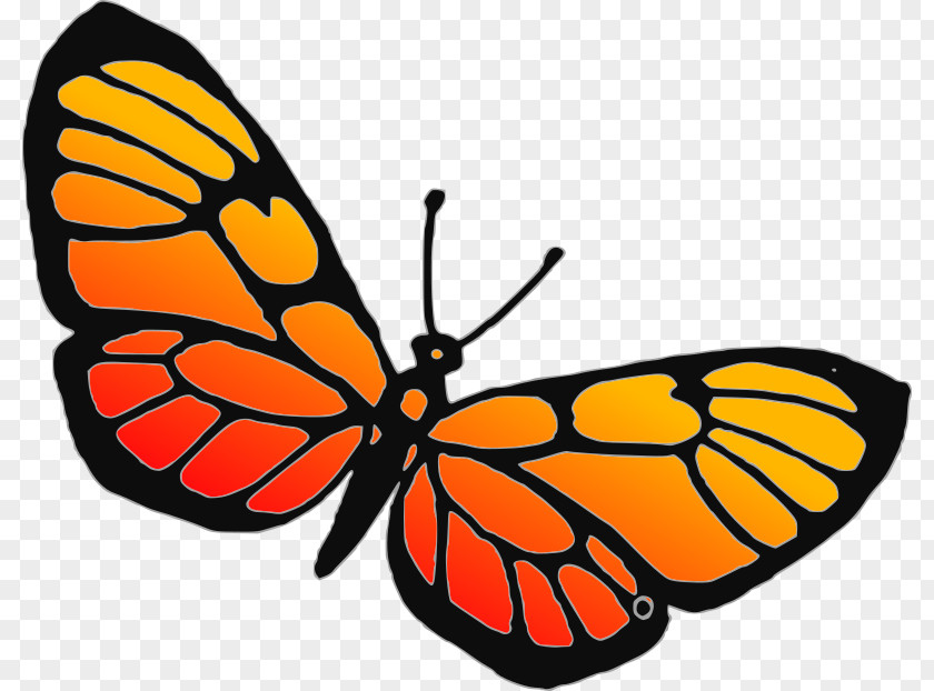 Butterfly Insect Drawing Clip Art PNG
