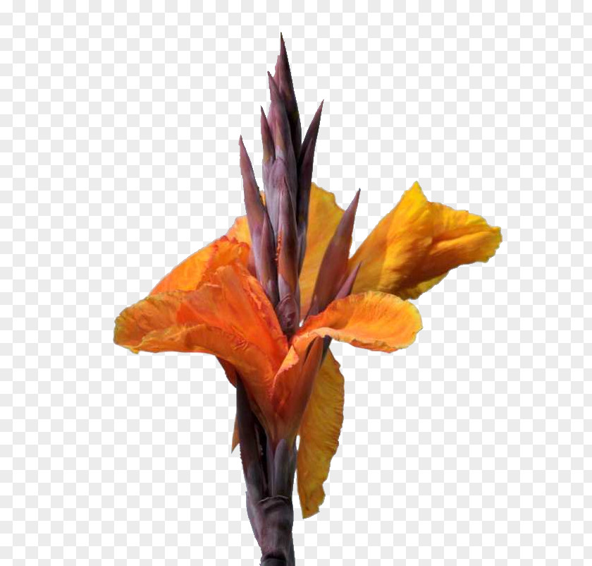 Cannabis Pictures Canna Indica Flower PNG
