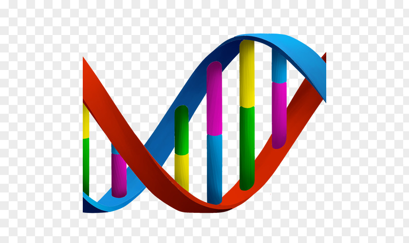 Clip Art DNA Nucleic Acid Double Helix Biology Clipart PNG