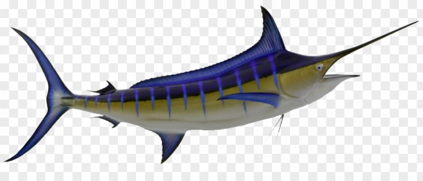 Fishing Swordfish Atlantic Blue Marlin Tuna Sailfish PNG