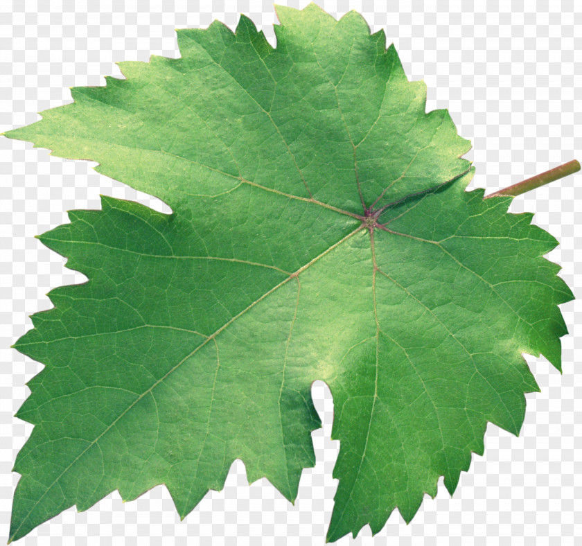 Green Leaves Grapevines Grape Plane Trees Leaf PNG
