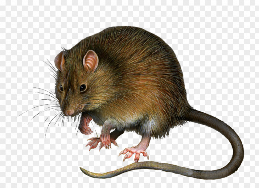 Mouse, Rat Image Mouse Rodent Tissue PNG