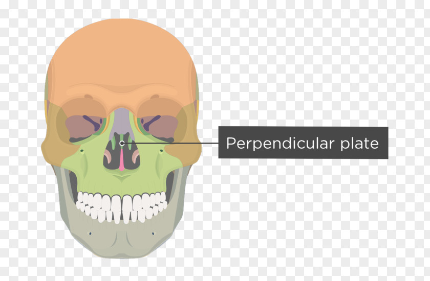 Skull Bones Vomer Bone Human Skeleton Nasal Concha Facial PNG