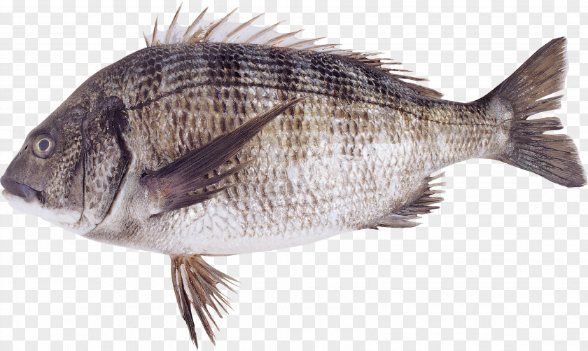 Fish ICO PNG