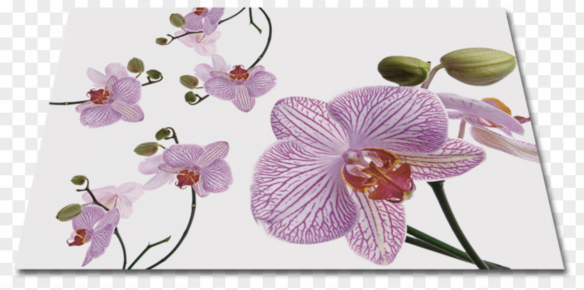 Design Moth Orchids Floral Cut Flowers Petal PNG