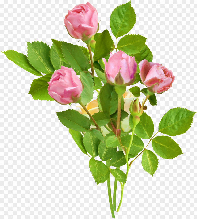 Mahavir Garden Roses Flower Pink Clip Art PNG