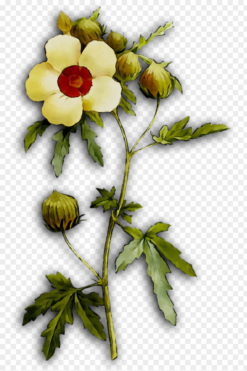 Rose Family Floral Design Plant Stem PNG