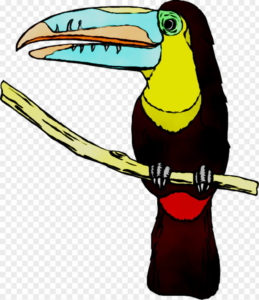 Toucan Clip Art Beak Cartoon Fauna PNG