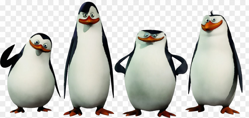 Animation Adaptation Penguin PNG