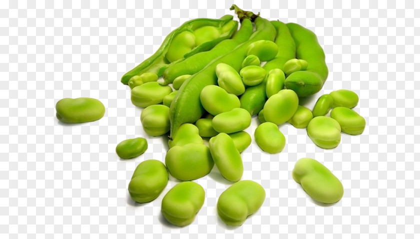 Broad Bean Legumes Sowing Food PNG