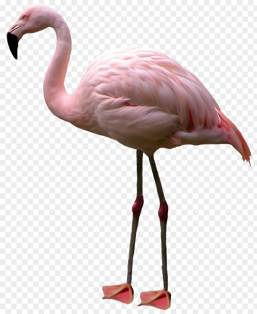Flamingo Clip Art Bird Psd PNG