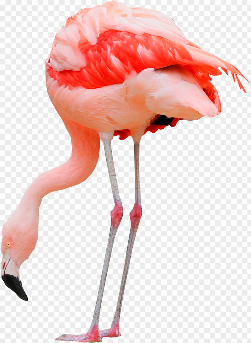 Flamingo Water Bird Greater Pelican Ardea PNG