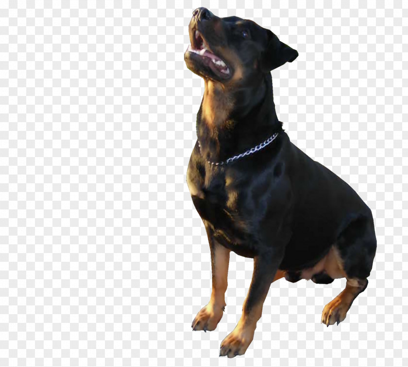 Pastor German Pinscher Rottweiler Miniature PhotoScape Dog Breed PNG