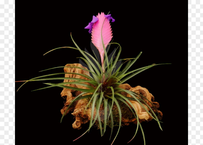Flower Bromeliads Pink Quill Tillandsia Stricta Orchids PNG