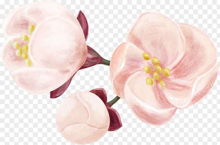 Flower Moth Orchids Cut Flowers Petal Pink M PNG