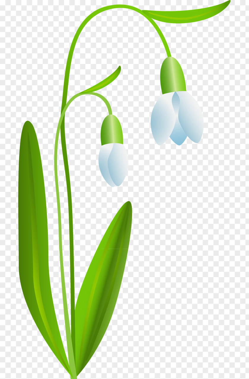 Snowdrop Flower Digital Image PNG