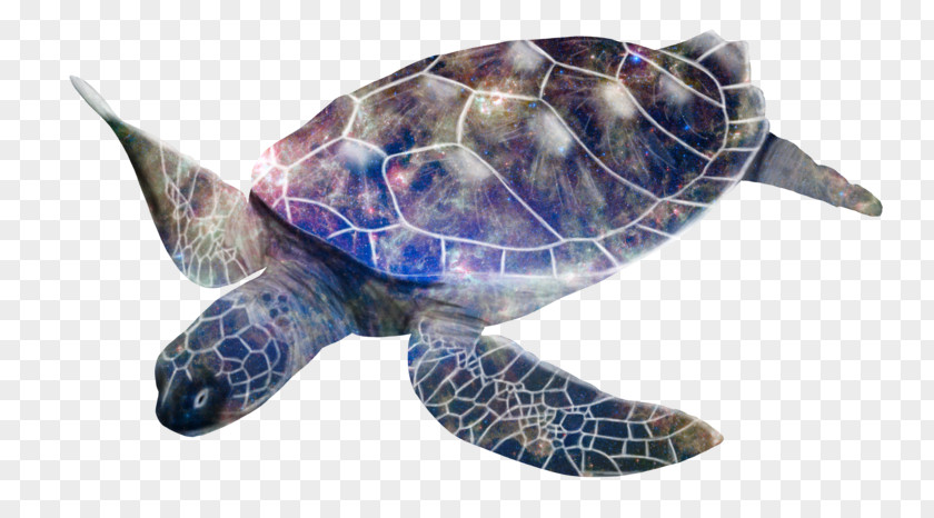 Turtle Loggerhead Sea Box Turtles Leatherback PNG