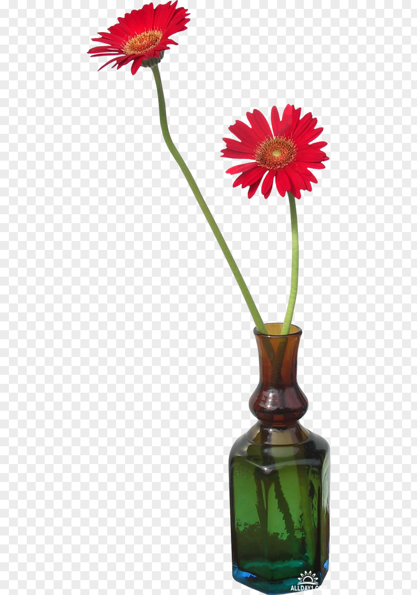 Vase Transvaal Daisy Flower PNG