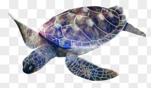 Turtle PNG Images - Turtle Images Collection (7,387)